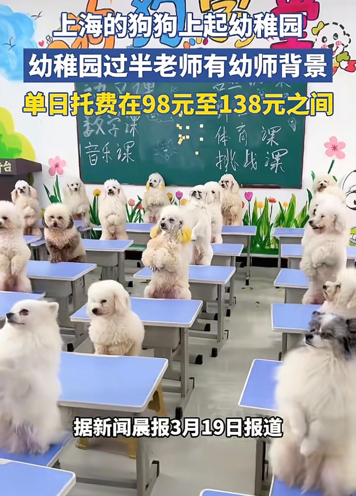 1万2的月供不是房贷是狗粮钱——幼师放下教案教狗上厕所，这课该怎么讲？

从挤地