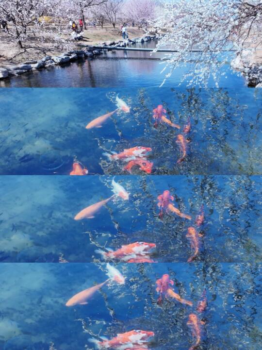 3.21实况 原来圆明园才是北京春天的天花板