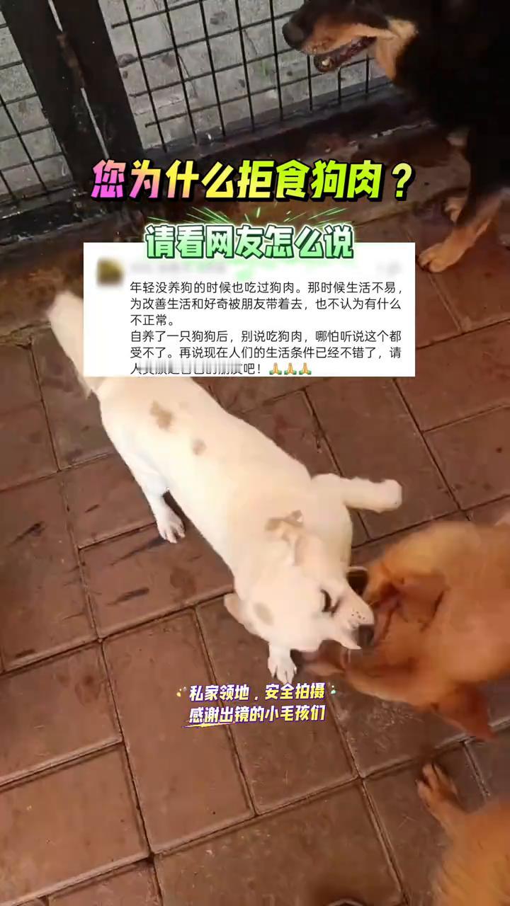您为什么拒食狗肉？请看网友怎么说。
年轻没养狗的时候也吃过狗肉。那时候生活不易，