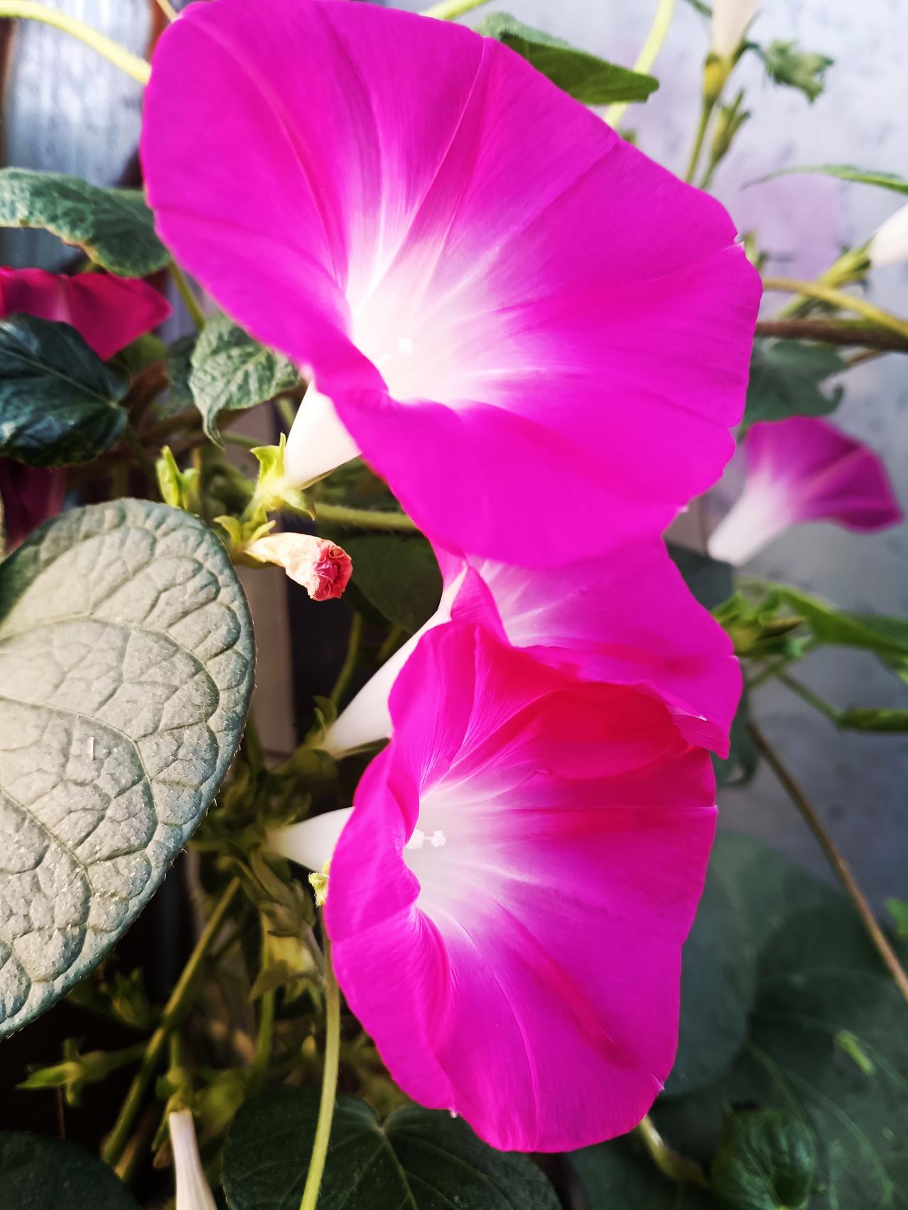 两朵艳红牵牛花迎风绽放，喇叭般的花冠由粉渐白，绿叶相依，鲜活明媚，盛满清晨独有的