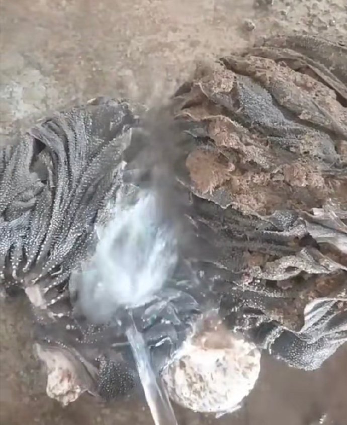这是吃火锅时一定要点的牛肚，你觉得呢 ​​​