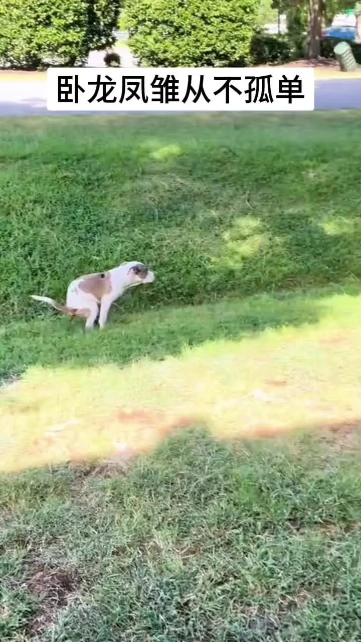 🐶甲：饿吗？ 🐶乙：等着 🐶丙：交换不