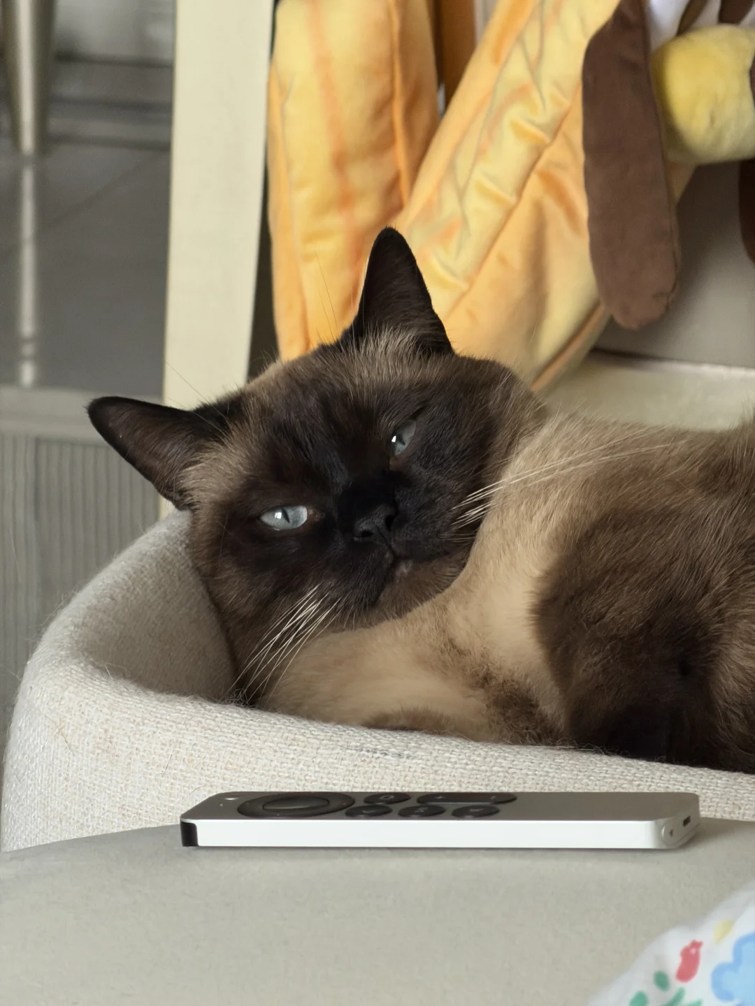 困困໒꒰ྀིっ˕ -｡꒱ྀི১