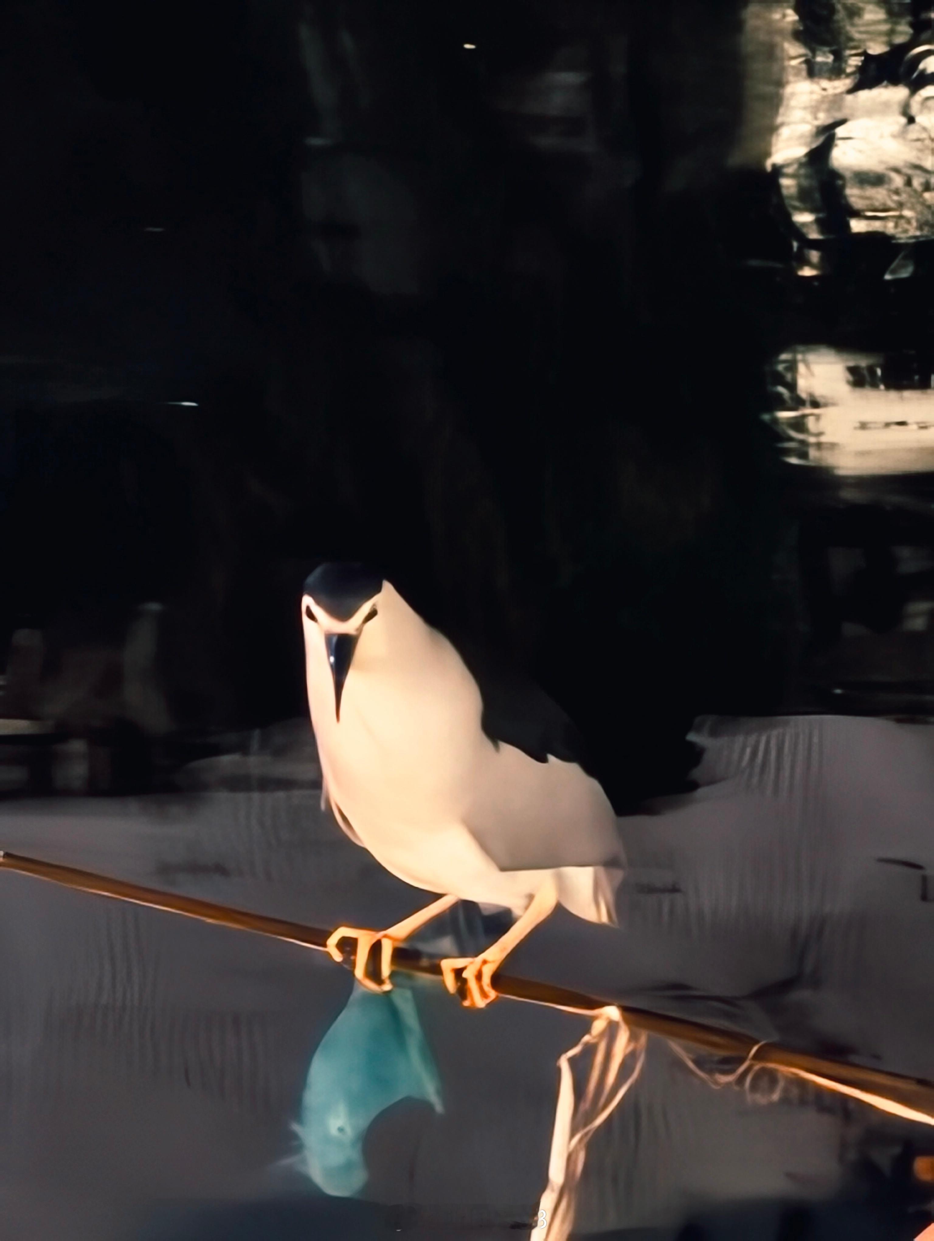 昨晚河边散步，拍到抓鱼的大鸟这是啥动物？ 