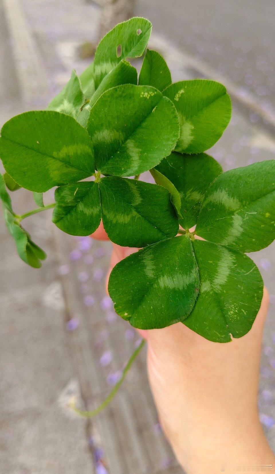 找到了一把四叶草🍀 