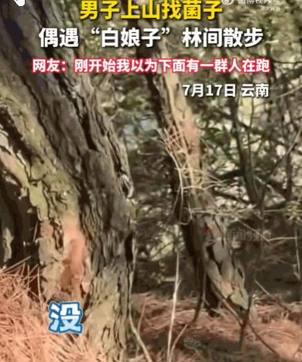 防不胜防！云南，一男子正低头在林中专心寻找菌子。猛一抬头，整个人瞬间石化！前方不