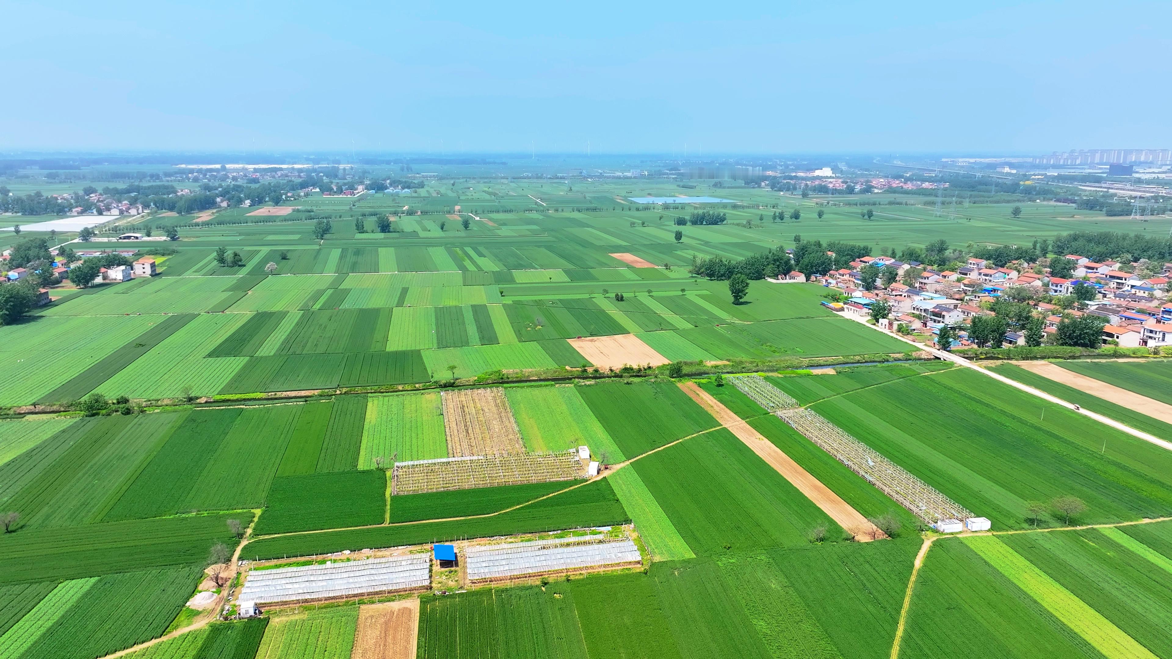感受下春天治愈系的河南平原，万亩粮田 -  小麦商丘