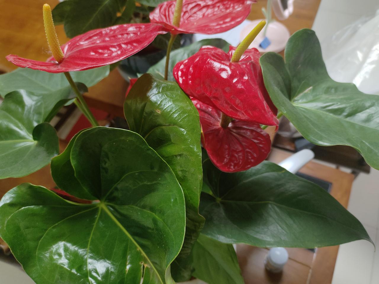 今年春天最想实现的心愿今年春天最大的愿望就是财源广进，身体健康，天天开心快乐，你