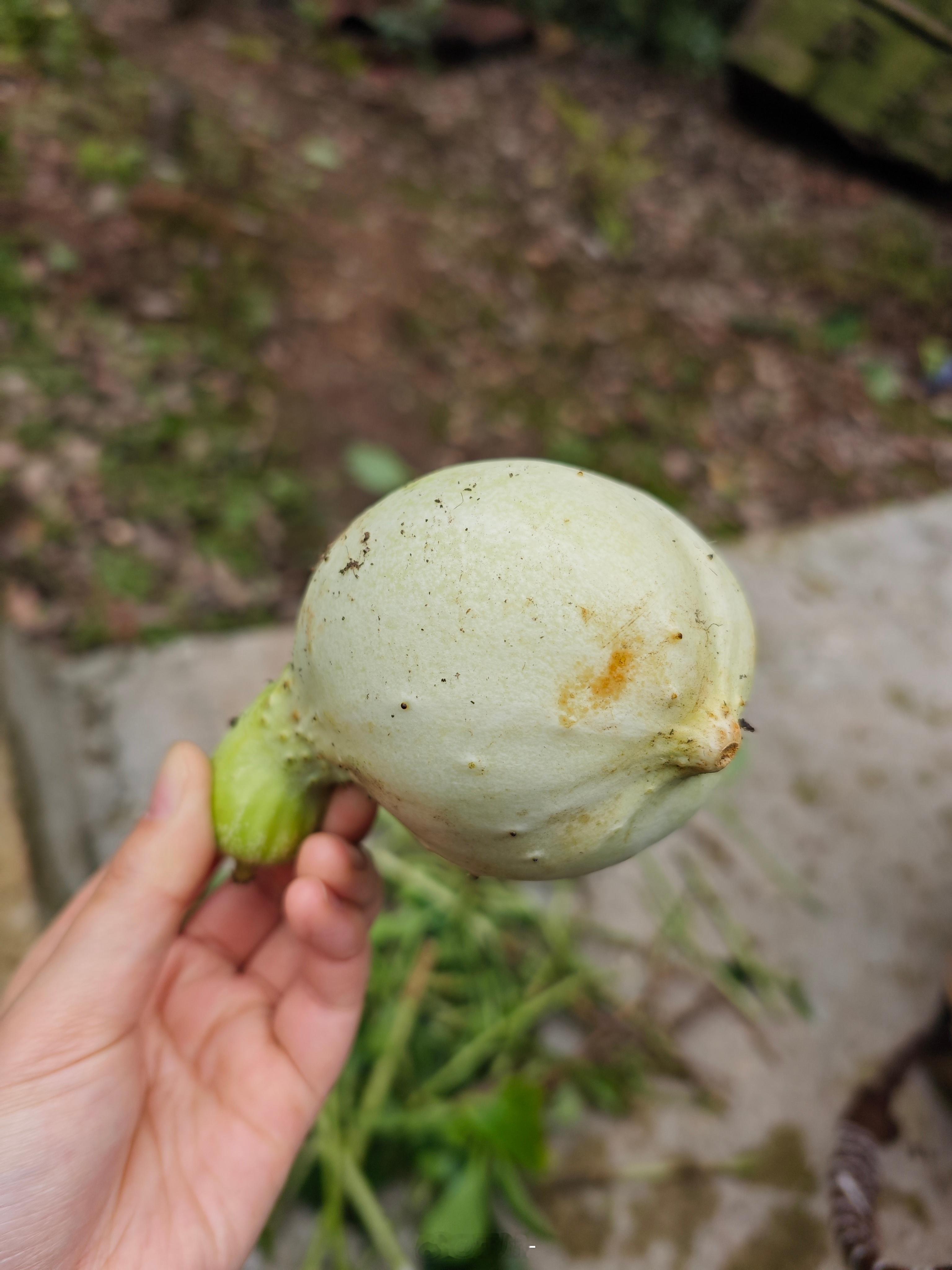 一根有点想法的黄瓜，活脱脱一个表情包。 ​​​