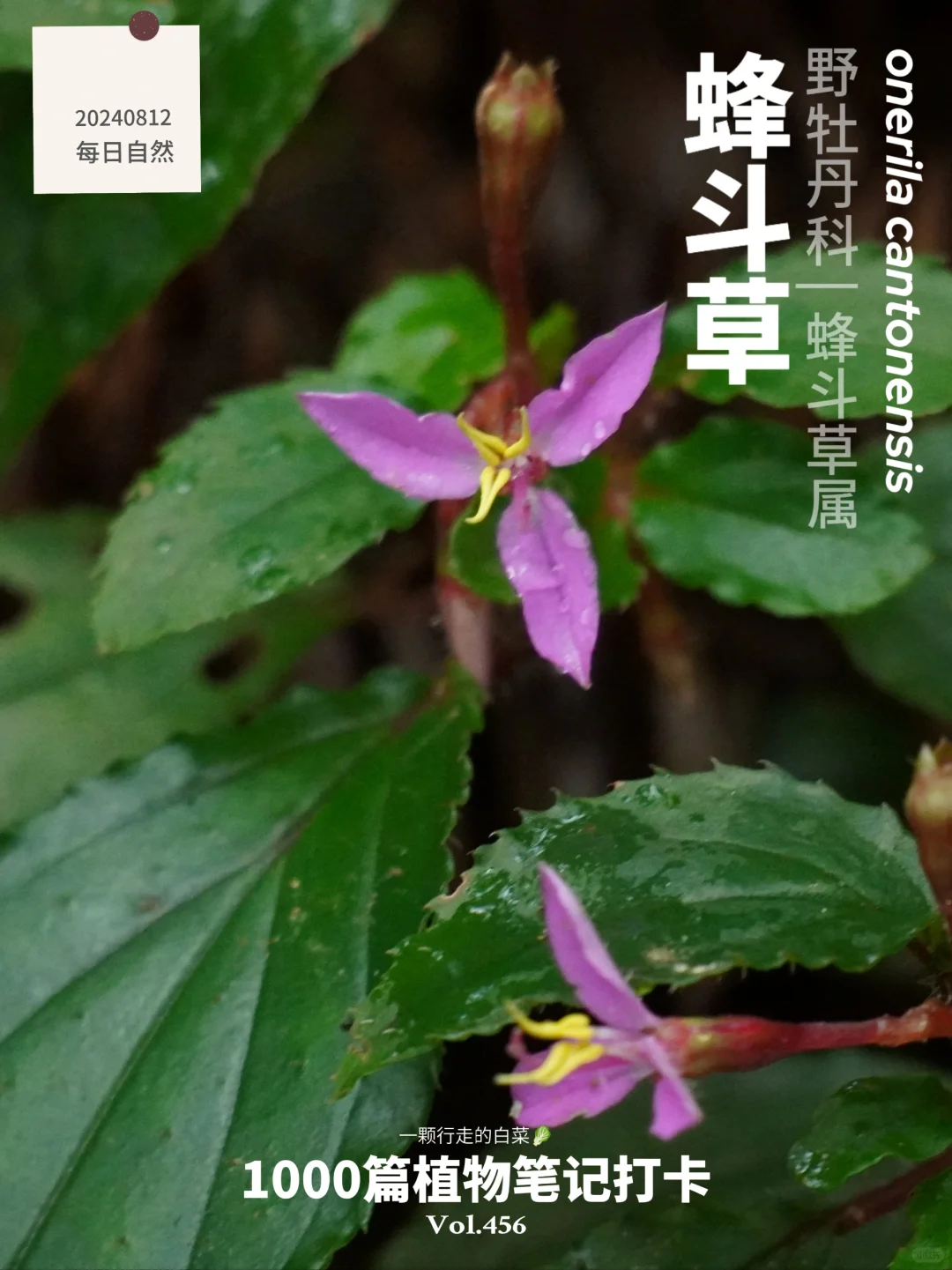 植物笔记456 | 遇见了植物里的“四大天王”