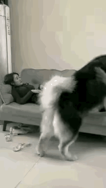 有些女生都爱养大型犬类
并且恩爱有加
狗狗们提供了陪伴娱乐等情绪价值
人类也能从
