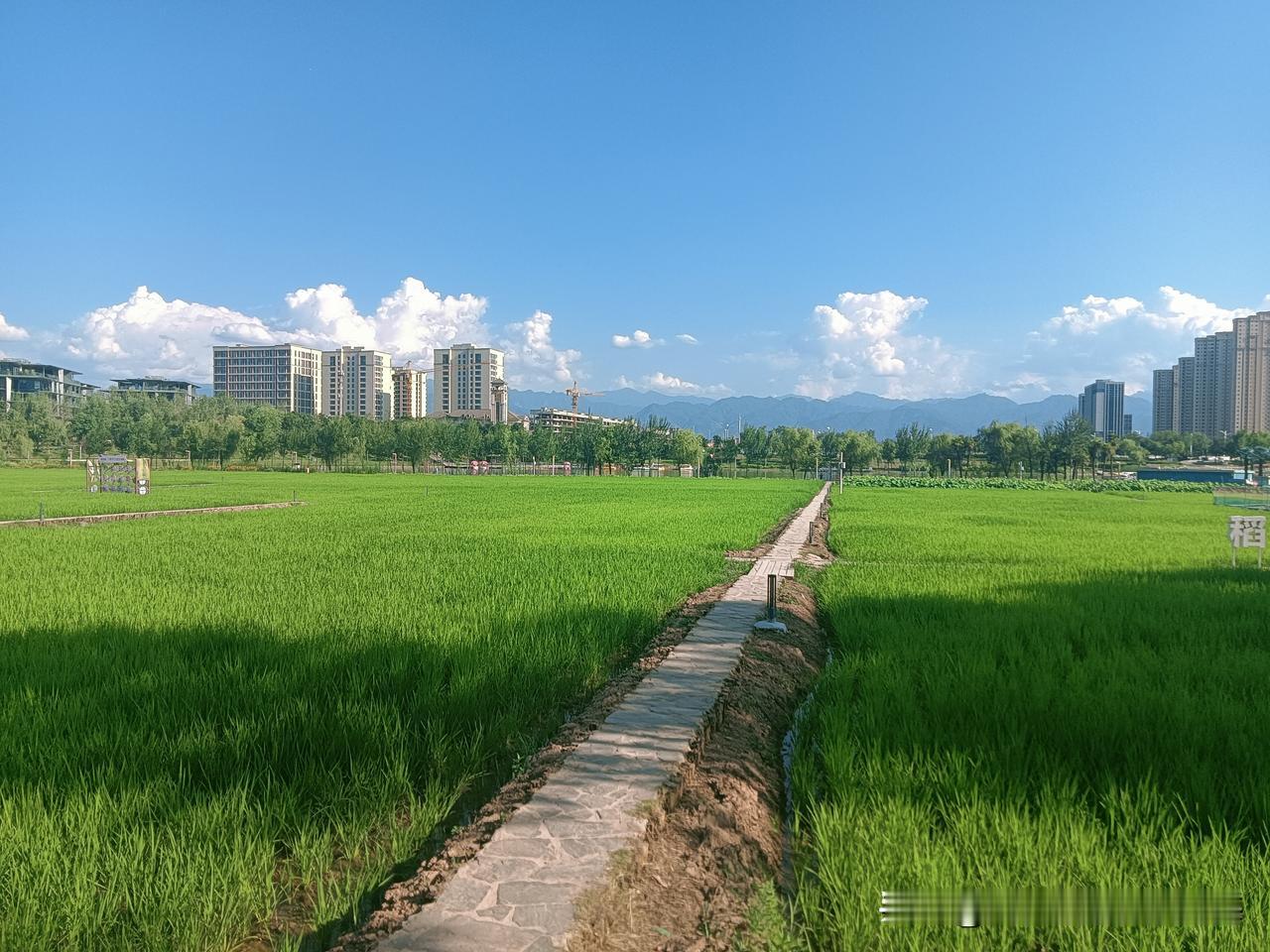 这是今天下午5点我在长安公园“采集”的风情！虽然说已经是属于黄昏落日的“钟点”，