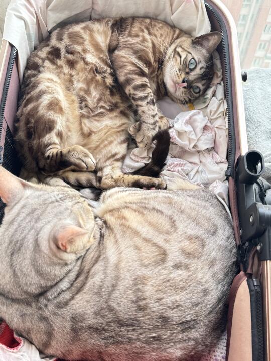 安逸猫的快乐你想象不到