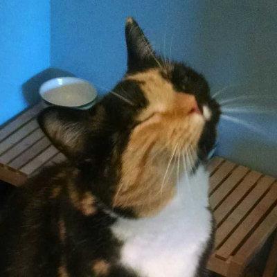 猫咪：快夸我！！！！