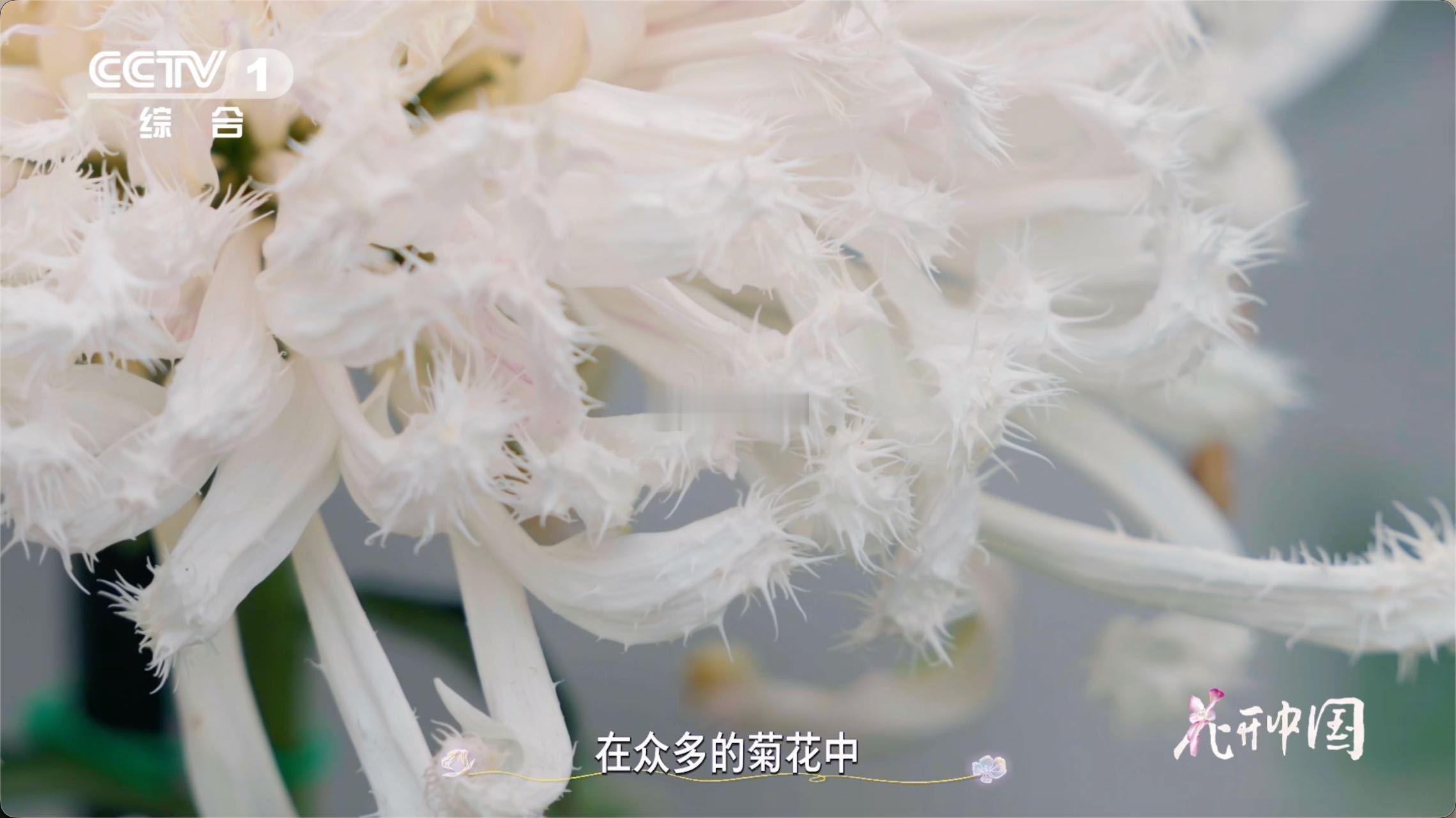 原来有花瓣毛茸茸的菊花花中也有奇葩 菊花也玩“混搭风”！白毛刺的毛绒尖刺温柔又带