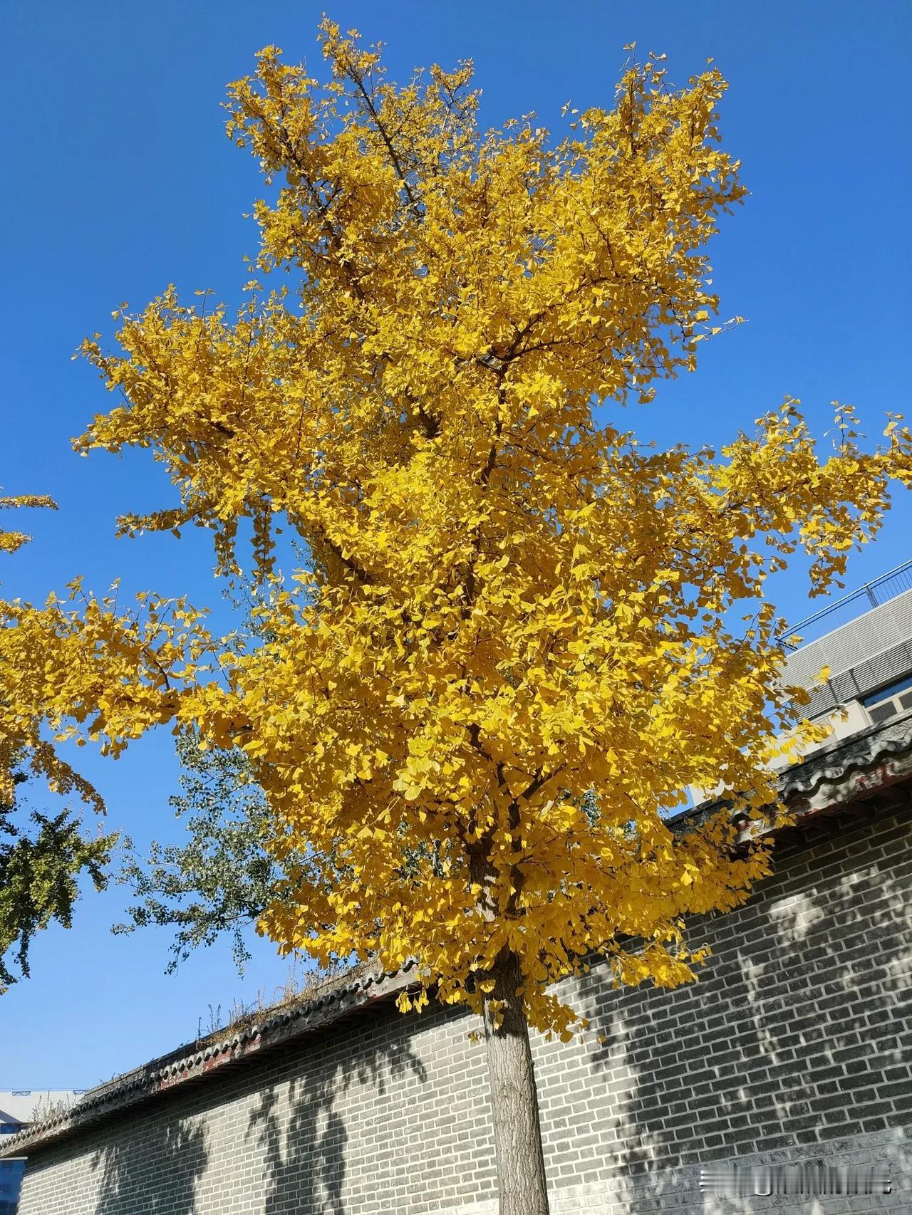 秋天回不来了，转眼已是冬天！

凉风至秋 秋来秋去的瞬间 秋落身枯 秋一晃又一秋