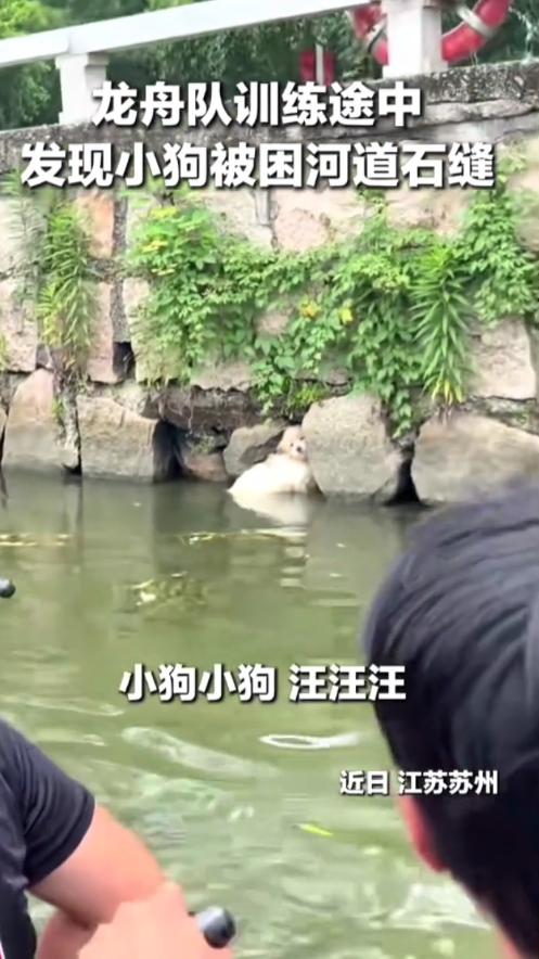 太暖心！苏州龙舟少年出手救小狗，温柔举动治愈全网
 
少年乘风破浪，心底常怀温柔