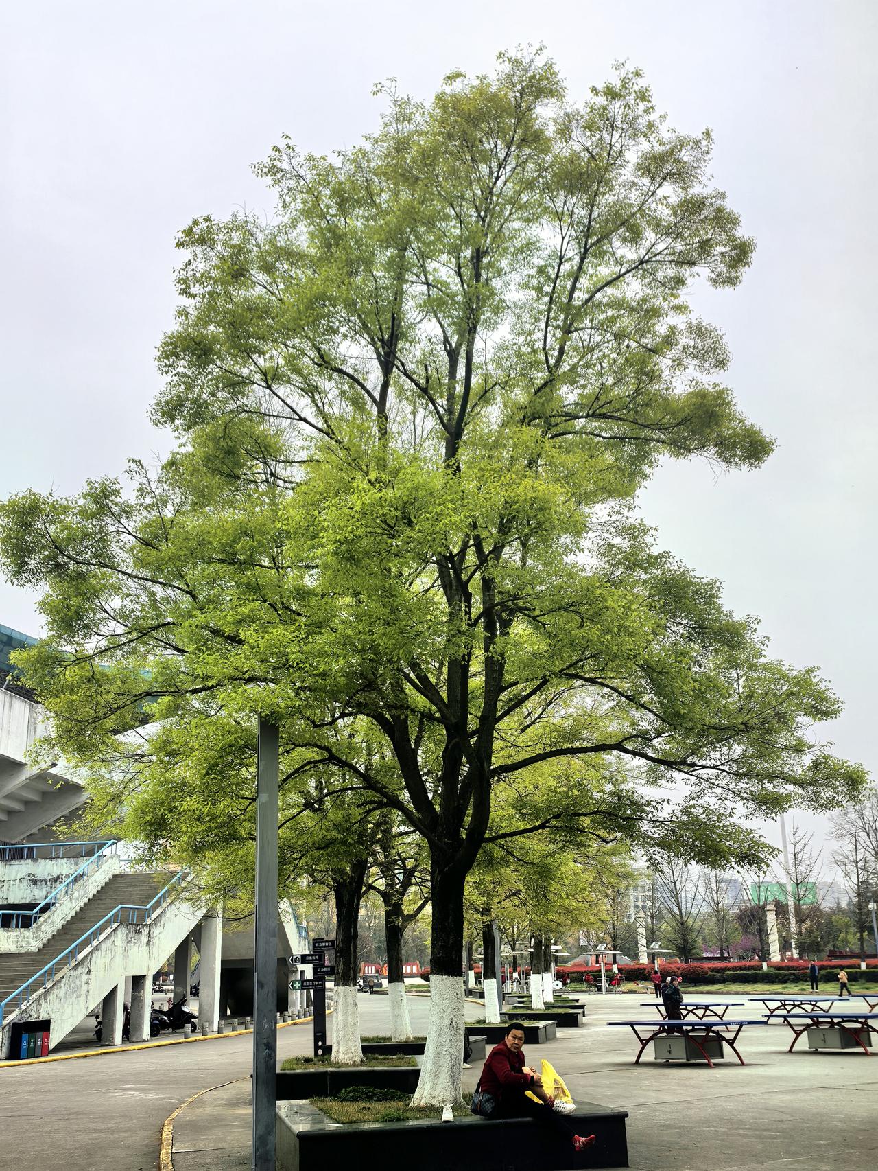 今日随手拍绿油油的嫩芽啊，嫩的翠绿翠绿的，不忍打扰！甚是可爱☺