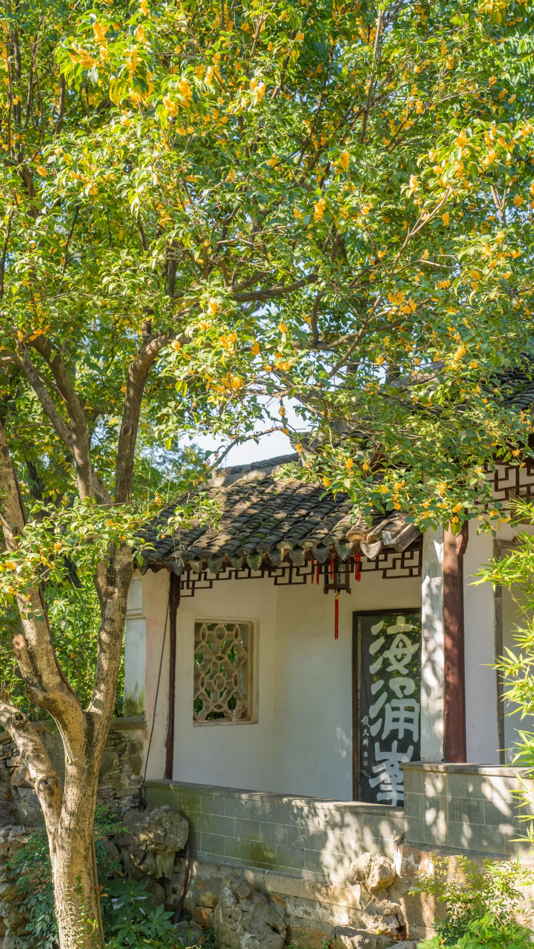 虎丘山出镜率0.0001%的桂花树‼️