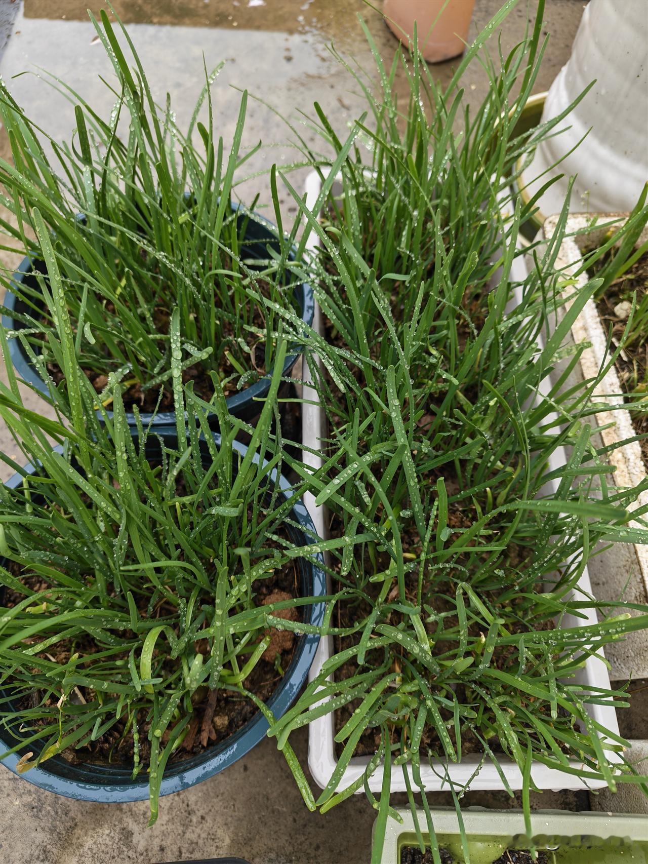 拼多多上买的韭菜根，三月份买的，刚到家时，焉不拉几的，差点就想扔掉了。

后来耐