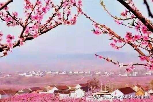 在佛山狮山镇沙水村，每年春节前，“千亩桃花基地”都热闹非凡。沙水村有四十余年桃花