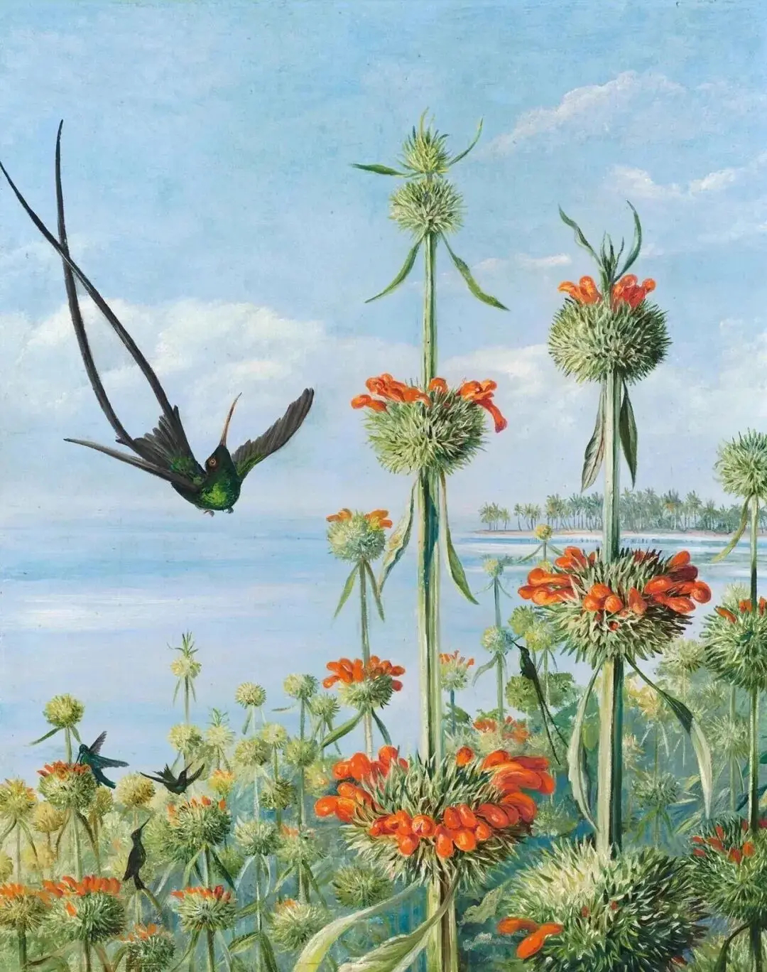 英国植物艺术家、插画师Marianne North（1830—1890），也是独