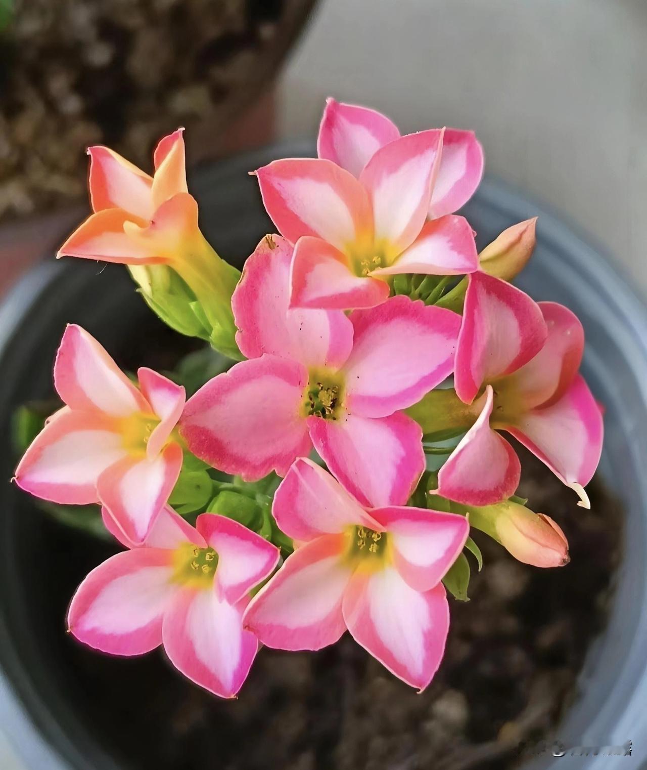 分享一组美丽的长寿花。长寿花，小巧玲珑，花色斑斓，花期超长。它不仅是花，更是吉祥