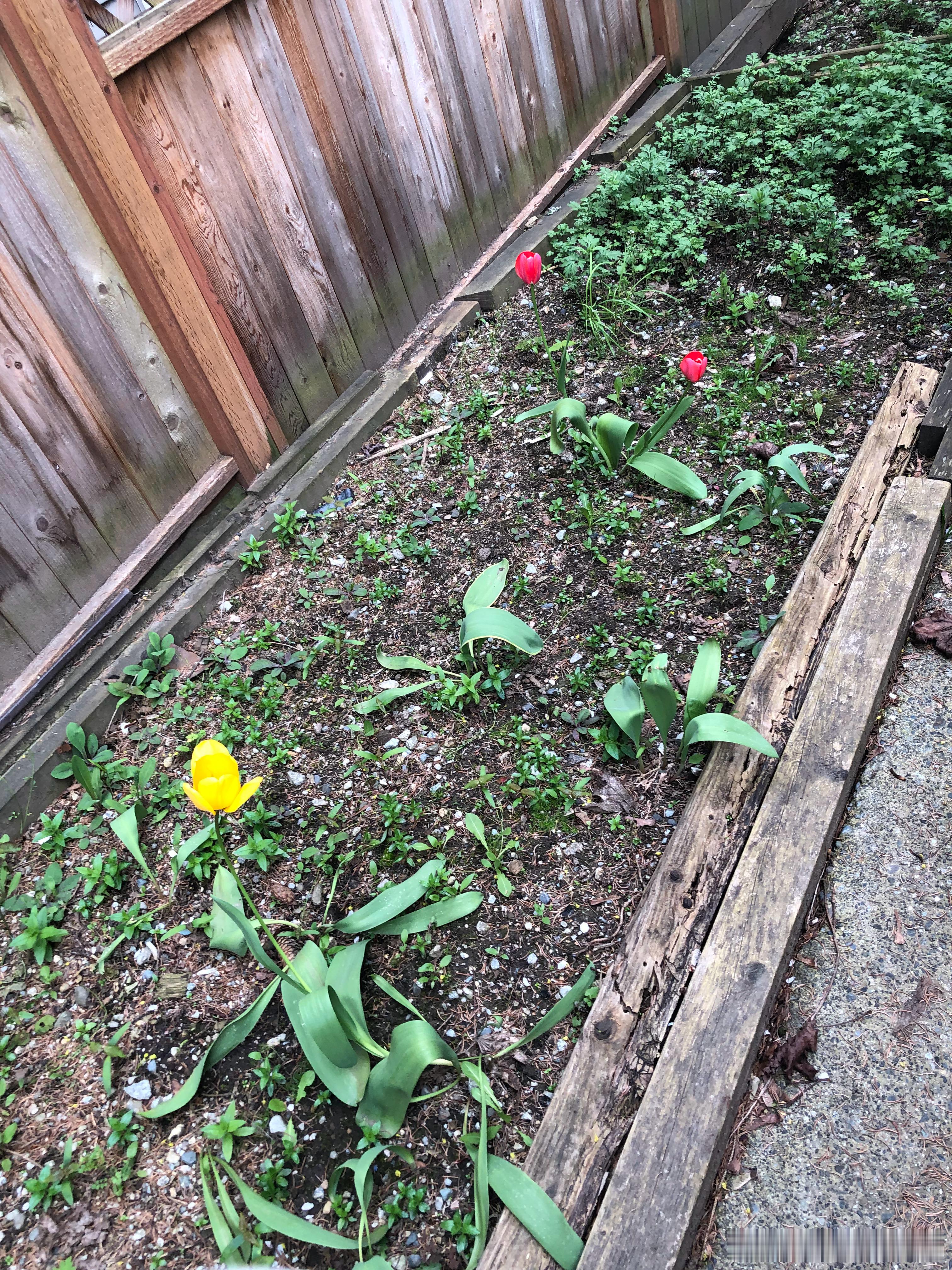 种地吧 家里稀疏的土壤还能开出3朵🌸不容易呀，今年那棵玫瑰树还没开花呢 
