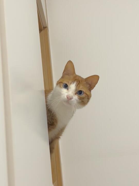 什么？可以发语音评论了？