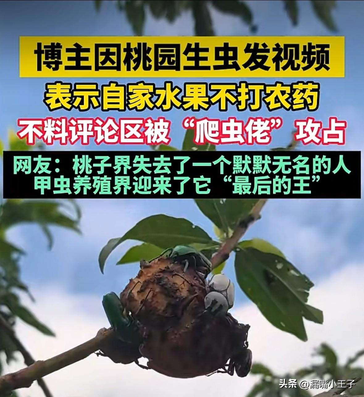 果然听人劝吃饱饭
一博主发视频称自家桃园的桃子生了好多虫子，是不打农药，无公害水