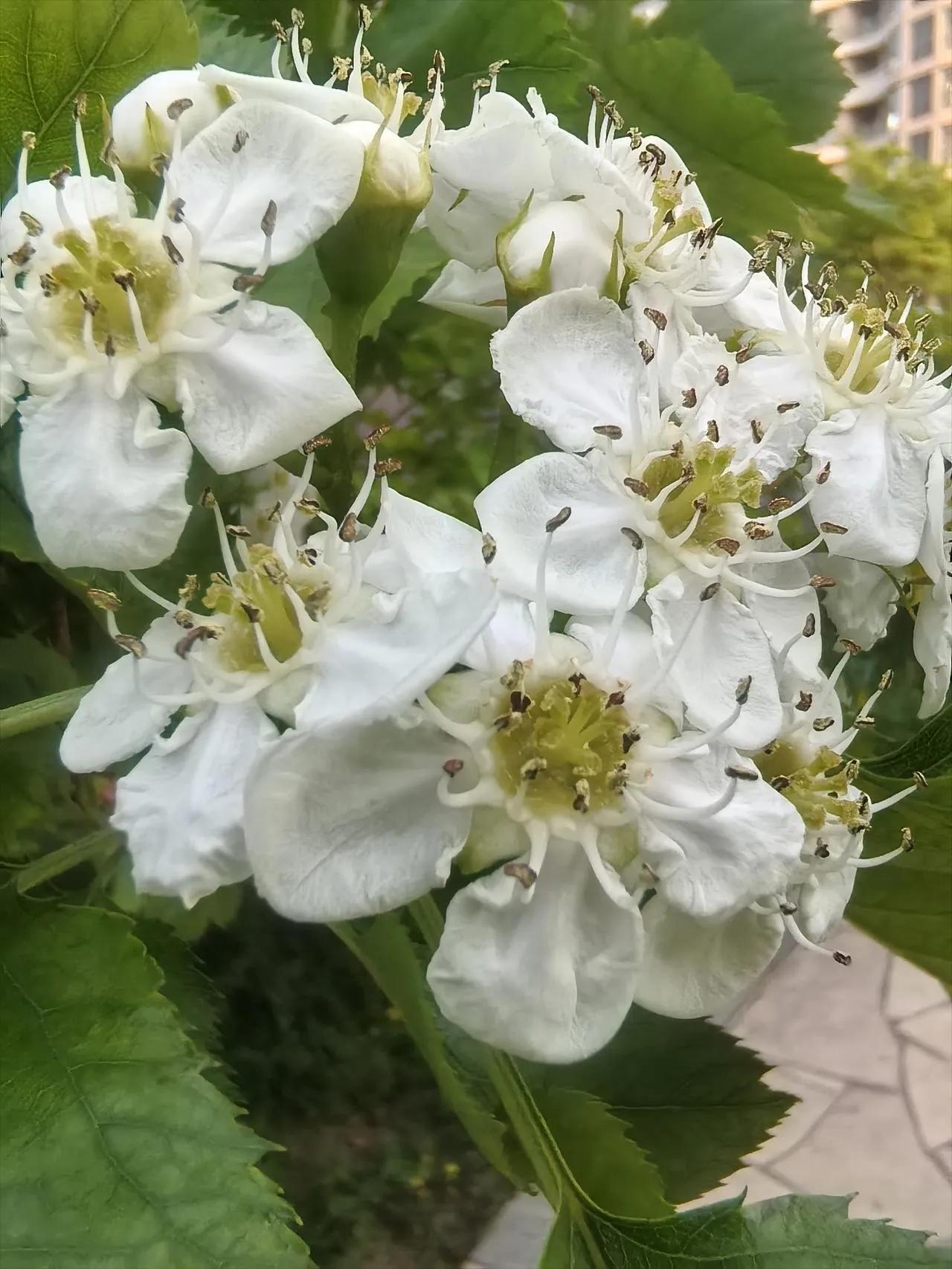 发一张你相册最近拍的花小区里的山楂树开花了！现在小区里的果树是真不少，石榴、苹果