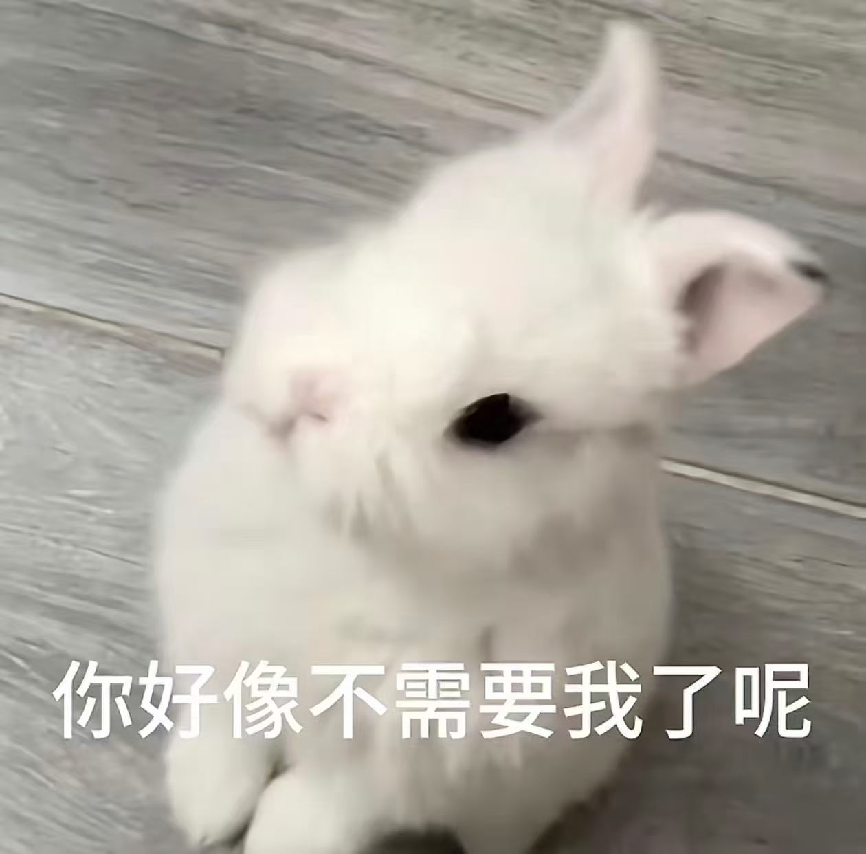 分享图片 