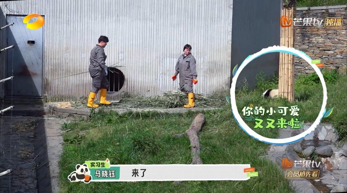 #贤贤崽是妈宝熊吧#贤贤崽宝宝好可爱！大熊猫的生活我还真的不太了解，看了这档节目
