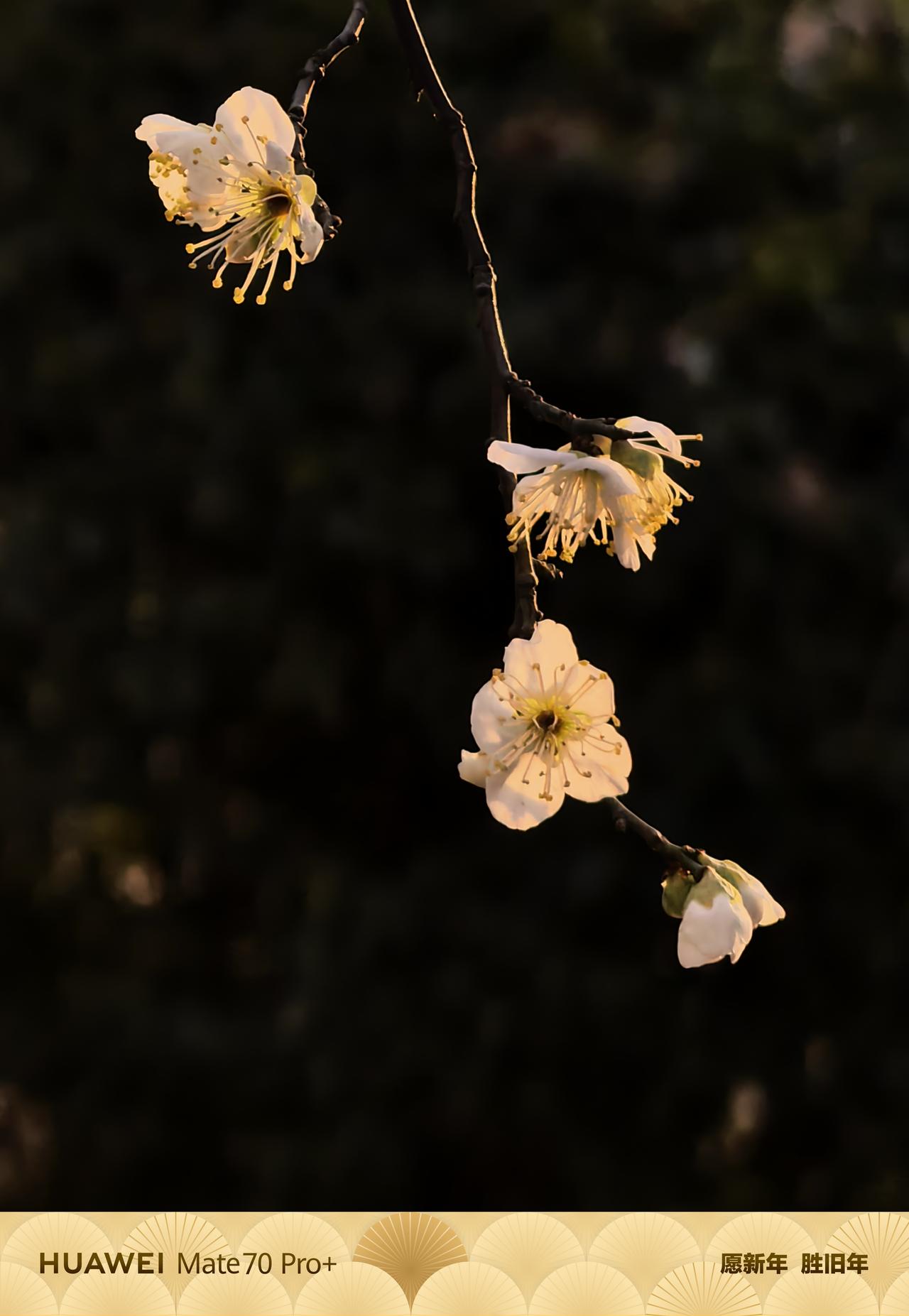 小区里的梅花总是给人惊喜。就像风中之松说的，昨天还星星点点，今天就繁星满空。每次