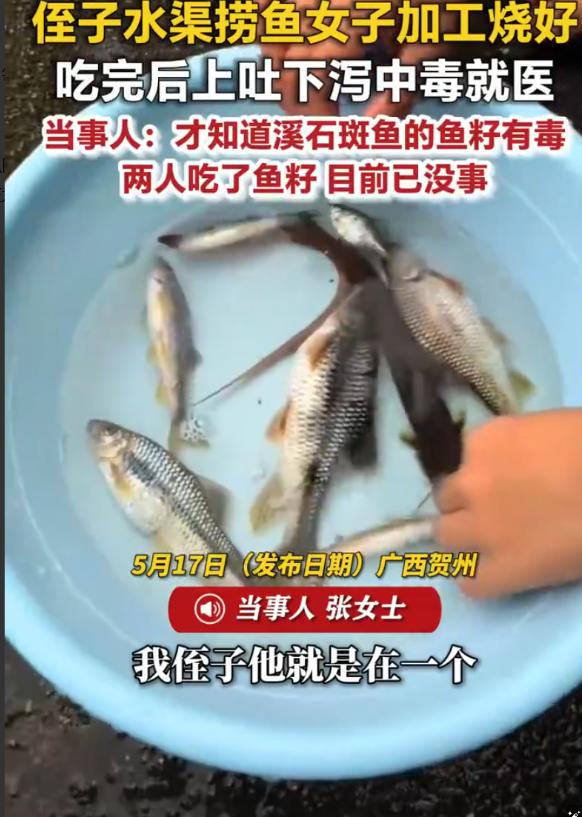 万万没想到！广西贺州，一男孩在水渠捞了几条溪石斑鱼带回家，姑姑亲手烧了给全家吃，