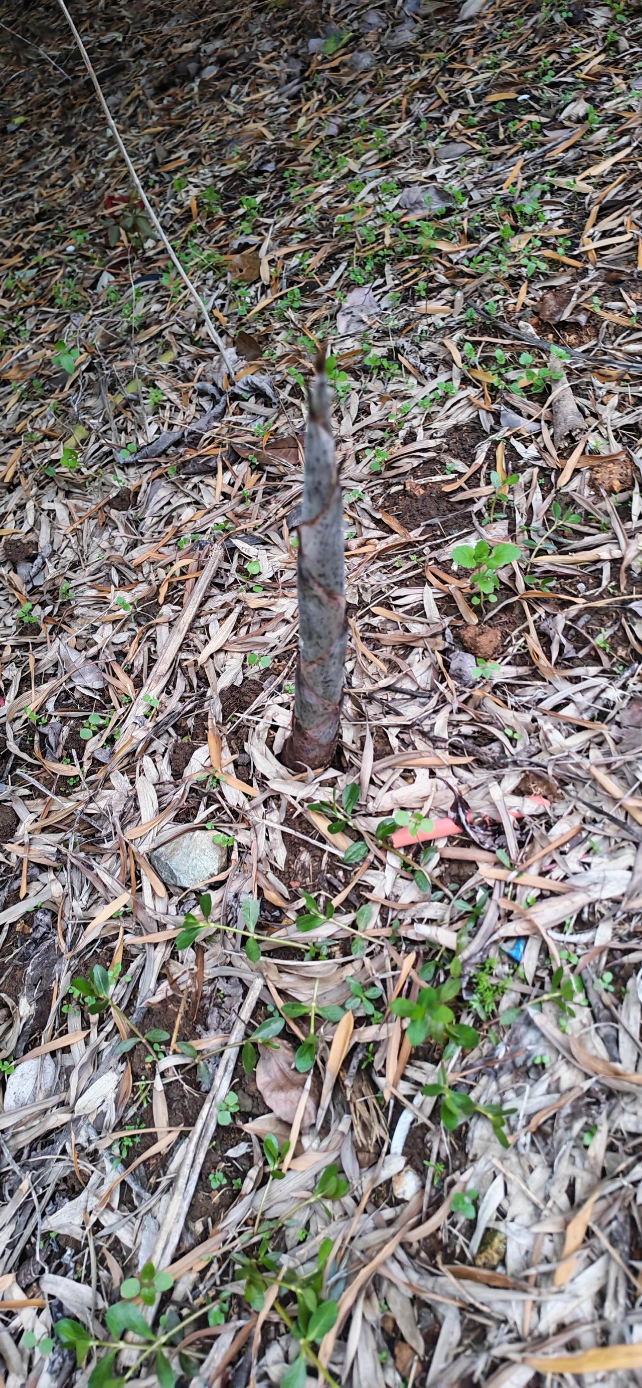 雨后春笋，我的生命力也是如此顽强…春筝