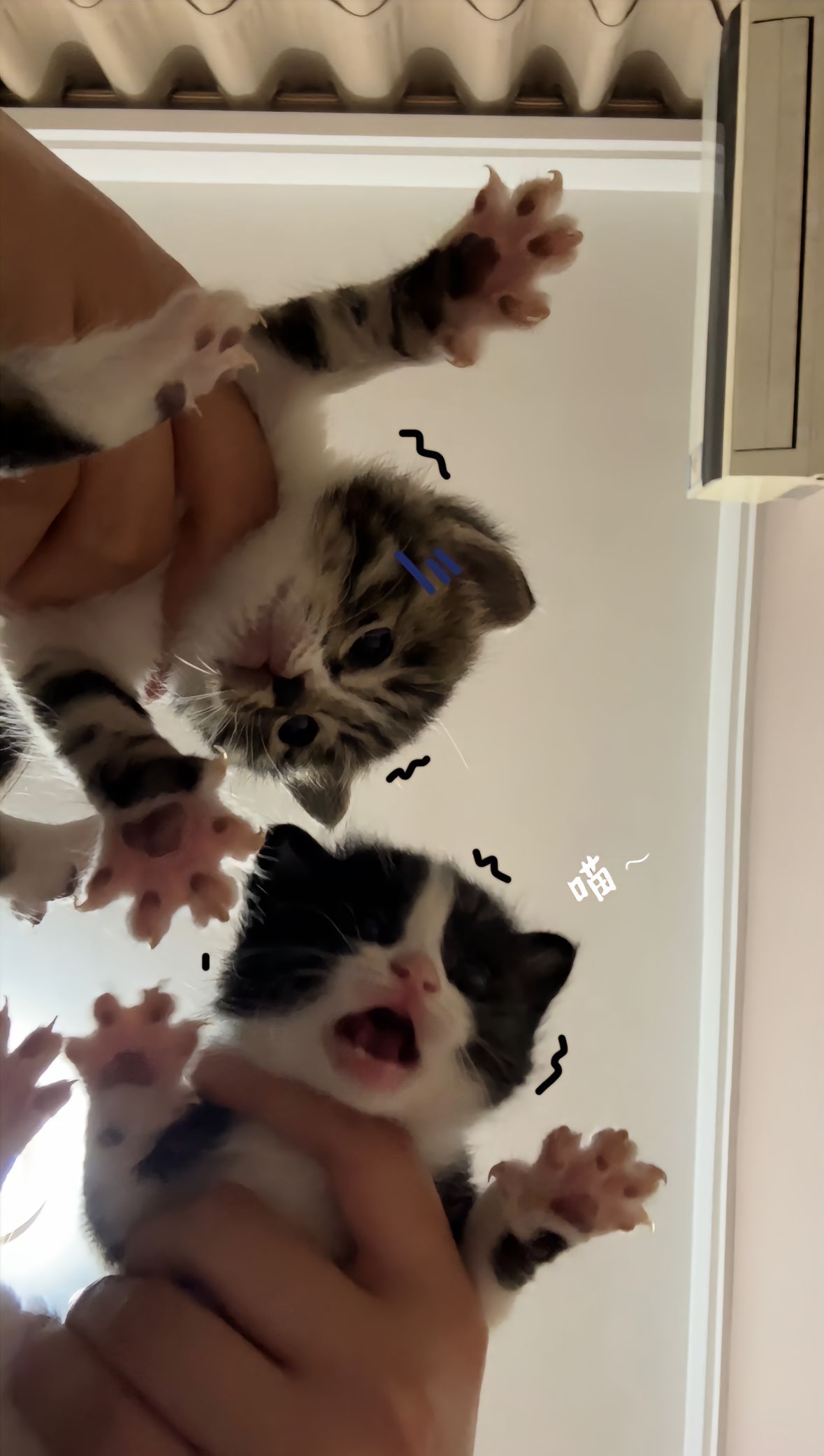 猫猫就是小宝宝呀