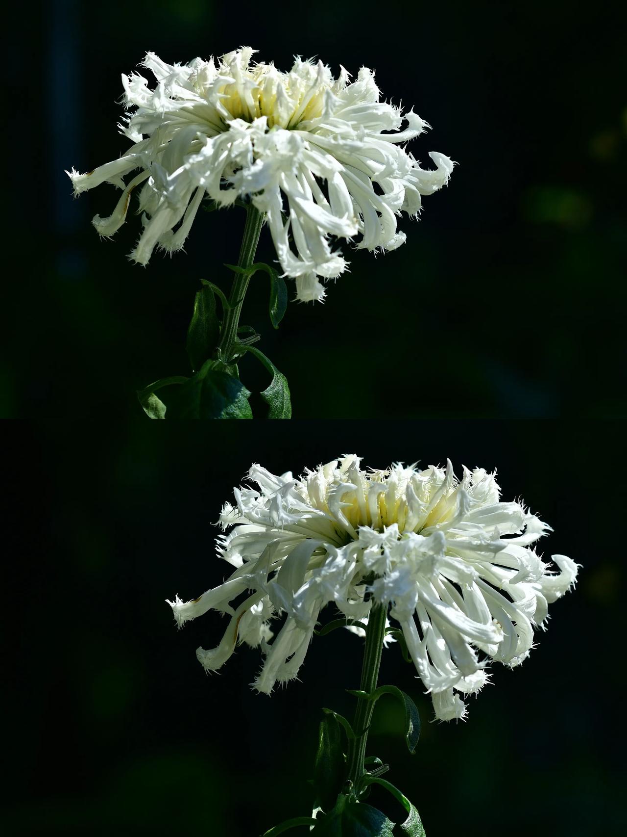 黄花岗公园玉簪花影动，清香满院秋。随拍秋季菊花 菊花美景随拍 赏菊花🌼随拍 随