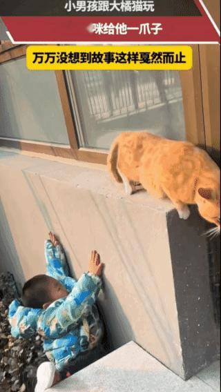 喜欢猫咪
也要付出代价！