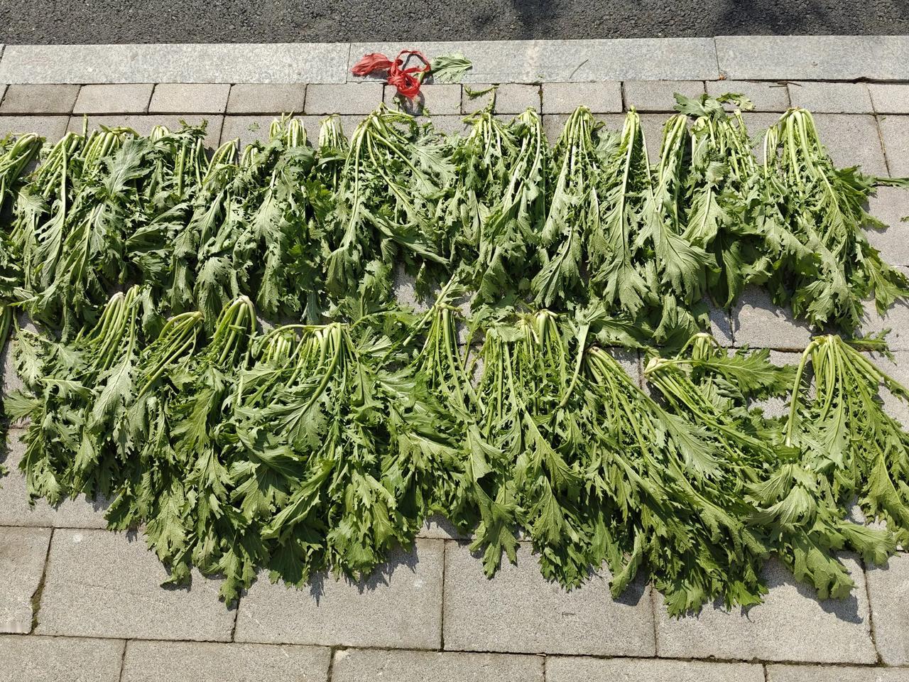冬日生活打卡季快过年了，各种咸菜腌起来，晒起来！