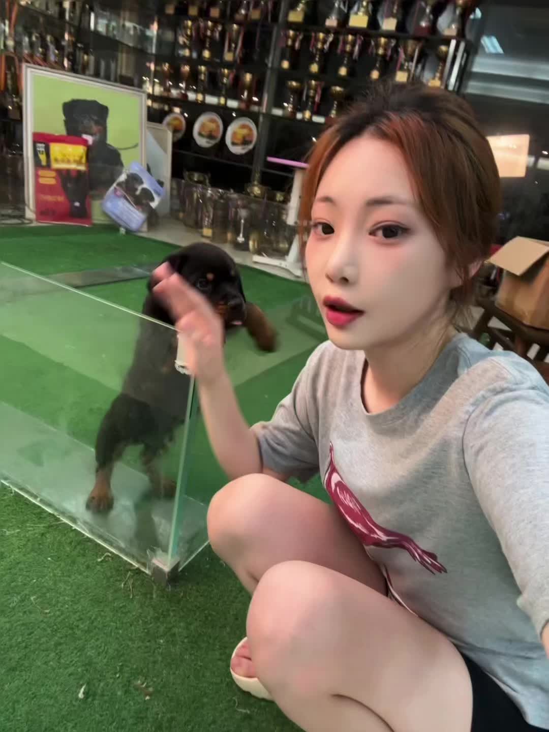 小狗🐶 罗威纳护卫犬 德系罗威纳