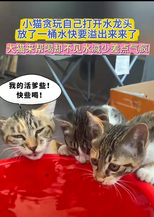 猫咪:亖嘴，快喝啊亖嘴[偷笑][偷笑][偷笑]
猫咪：喝不完，推不倒，不如一起来
