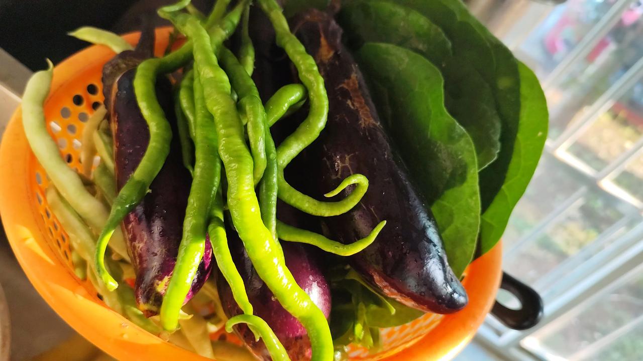 夏日生活打卡季夏日小菜园的风景！秋日打卡日常 夏日的留念 夏日的饮食 夏日的浪漫