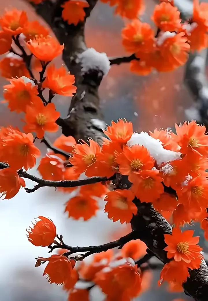 上联：芬心许雪谁共醉；
下联：？？？