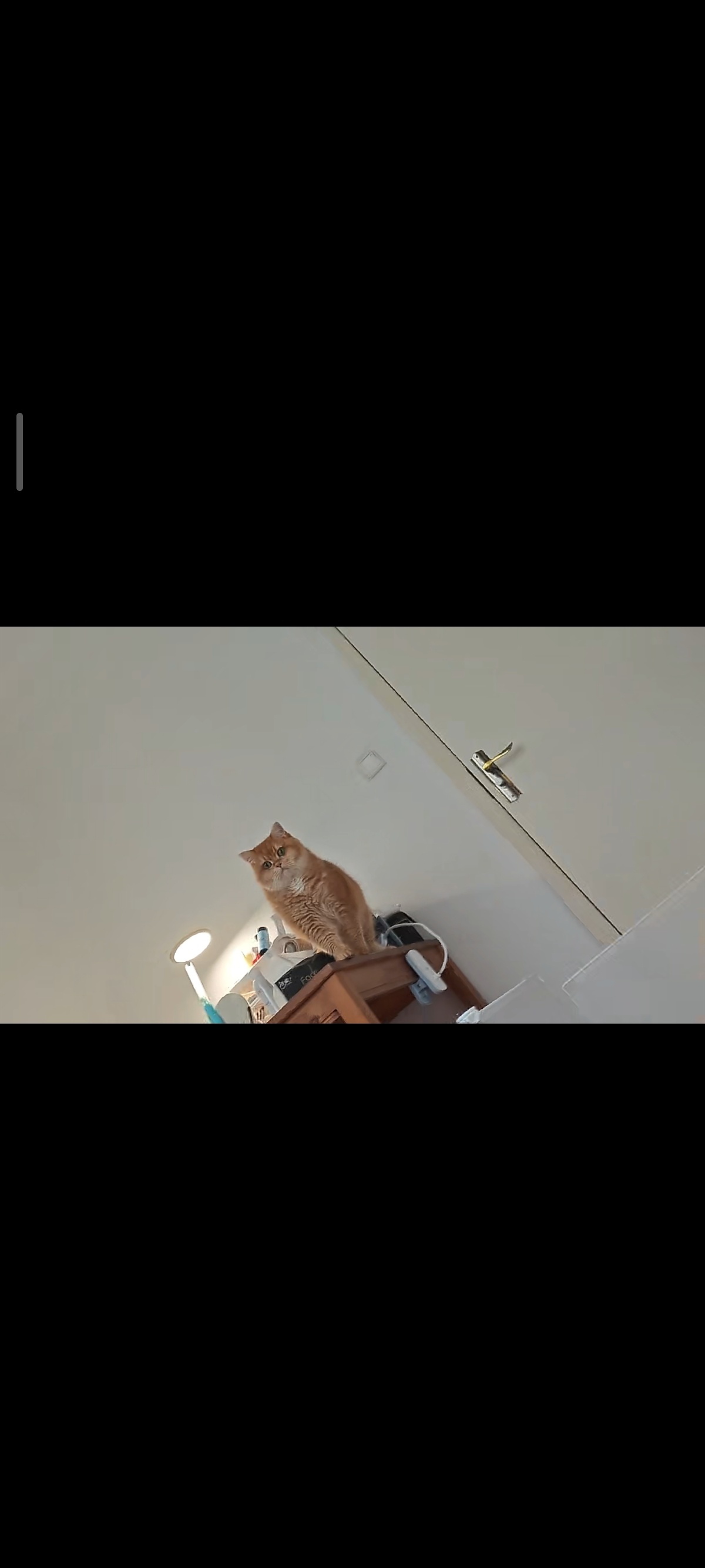 小金之猫头鹰金 