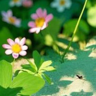 人生的高度，一半始于努力，一半源自选择，能看到金钱所铺陈的极致舒适与美好，才会明