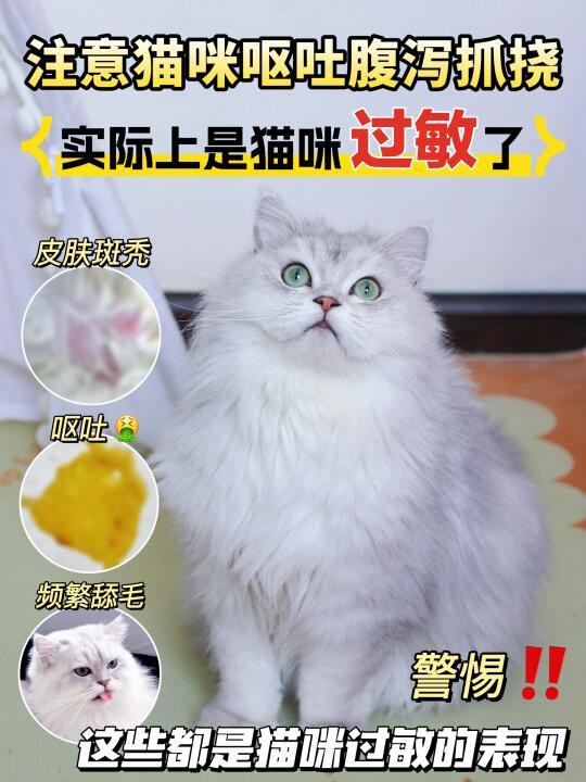眼见猫猫秃到我心碎…直到遇见这个救星！