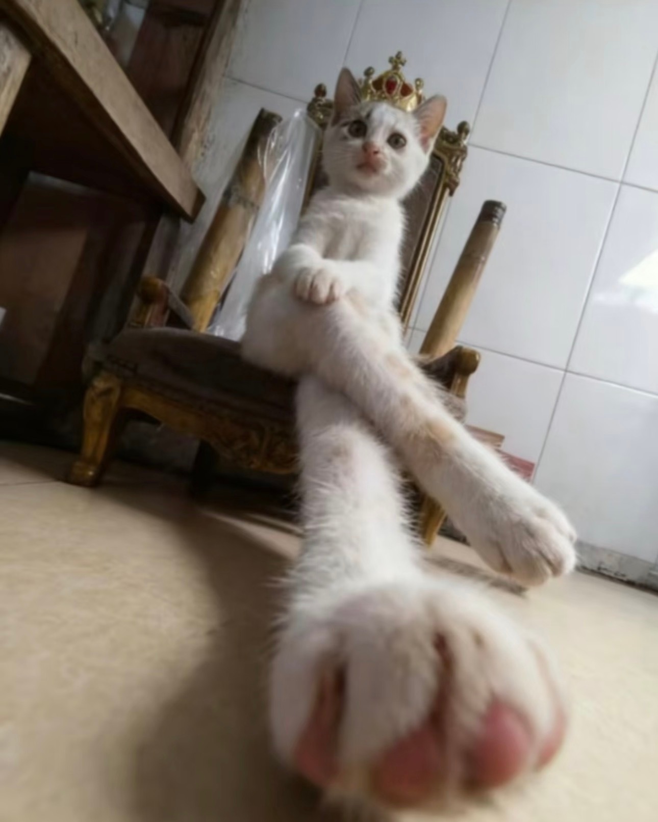 养猫人必拍角度