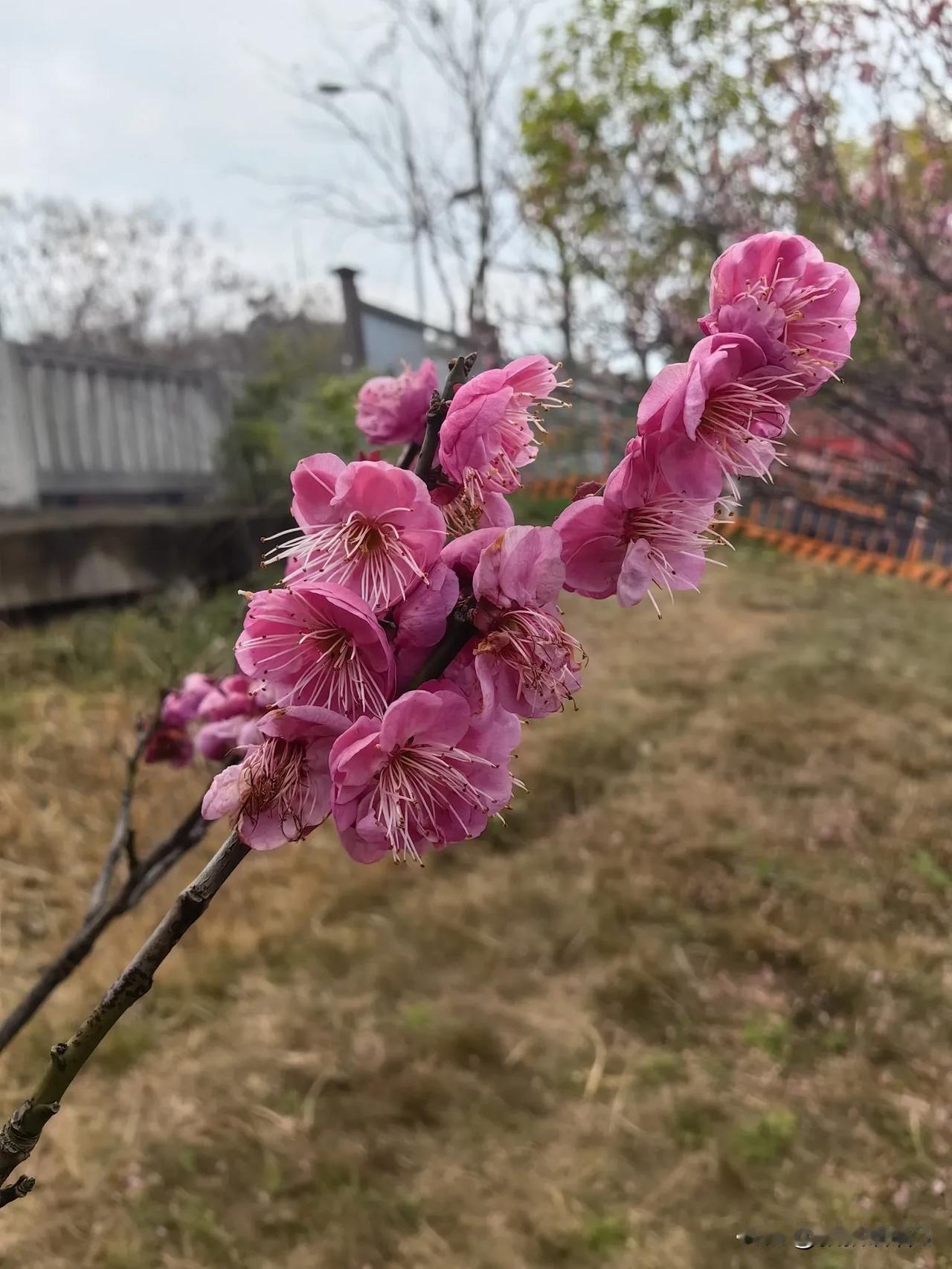 踏青寻梅，虽梅已凋零，然暗香余韵迎接着春的归来。在礼嘉白云湖公园邂逅早春时节户外