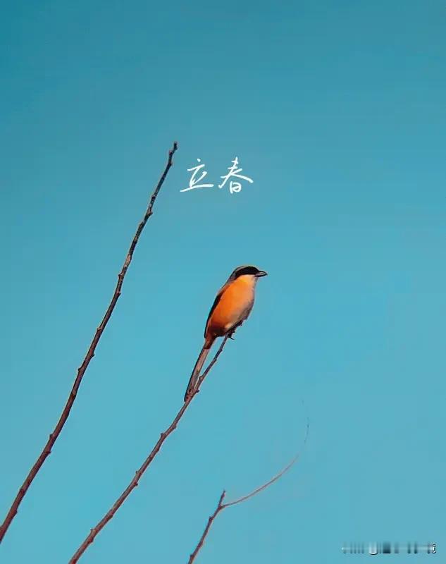 今日立春 今日立春，感觉春天的气息一下子就来了！立春可是二十四节气之首，有着“一